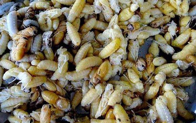 野生蜂蛹什么時候最多? 蜂蛹