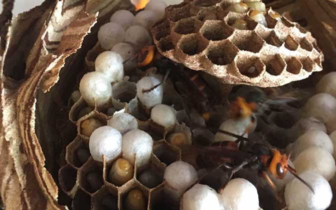 蜂蛹是怎么形成的? 蜂蛹