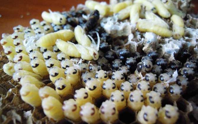 蜂蛹是怎么形成的? 蜂蛹