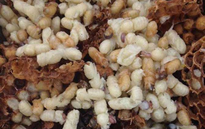 雄蜂蛹價(jià)格多少錢一斤? 雄蜂蛹