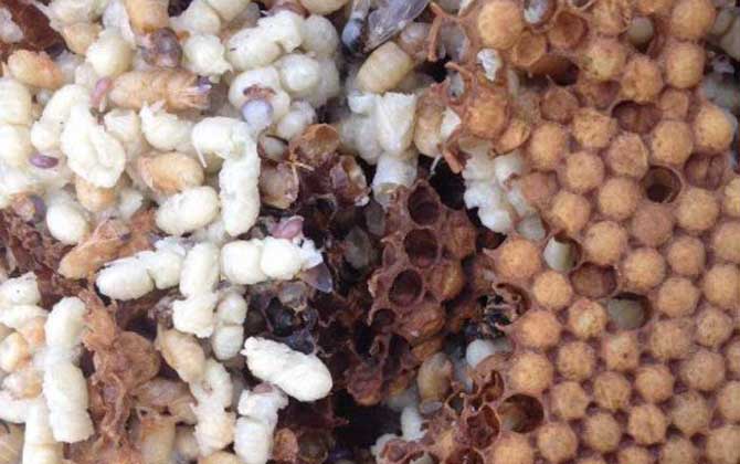 雄蜂蛹價(jià)格多少錢一斤? 雄蜂蛹