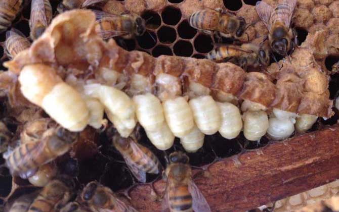 雄蜂蛹價(jià)格多少錢一斤? 雄蜂蛹