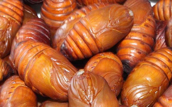 蠶蛹和蜂蛹哪個有營養? 蠶蛹