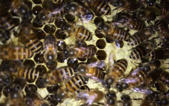 急造王臺與自然王臺有差別嗎? 急造王臺