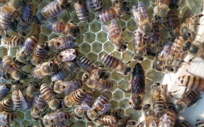 新蜂王沒(méi)有雄蜂怎么辦? 蜂王