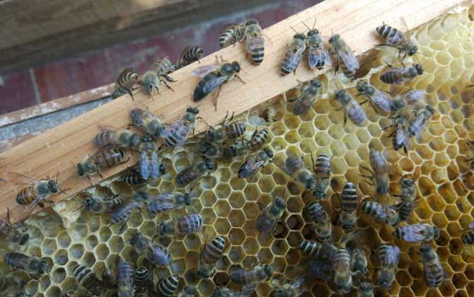 新蜂王沒(méi)有雄蜂怎么辦? 蜂王