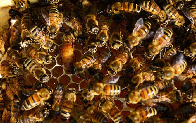 冬天蜂王產(chǎn)卵怎么處理? 蜂王產(chǎn)卵