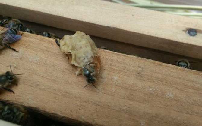 工蜂產的王臺是蜂王嗎? 王臺