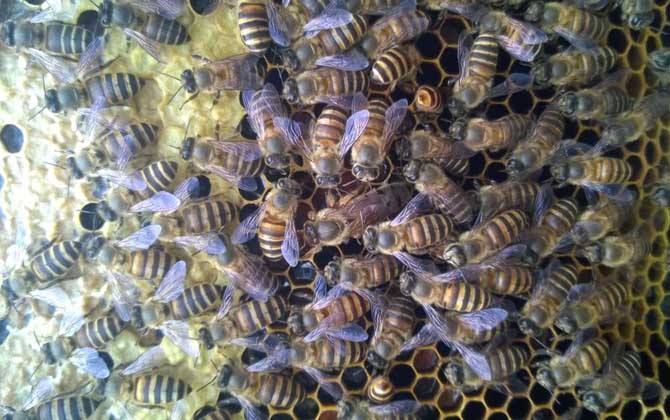 沒有蜂王蜜蜂會飛走嗎? 蜂王