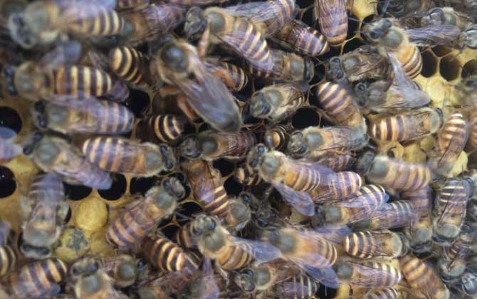 沒有蜂王蜜蜂會飛走嗎? 蜂王