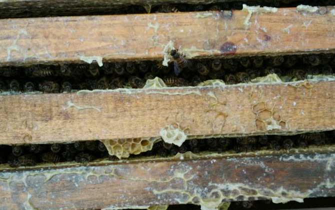 怎么知道蜂箱里有蜂王? 蜂王