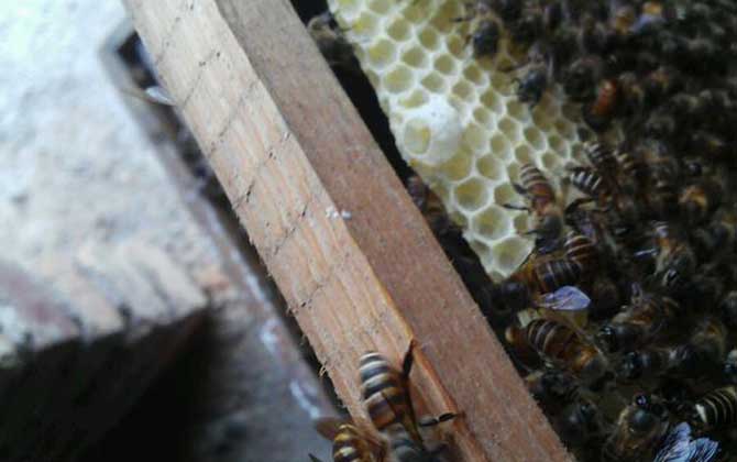 怎么知道蜂箱里有蜂王? 蜂王