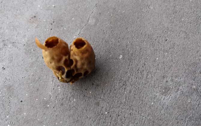 急造王臺(tái)一般幾天封蓋? 急造王臺(tái)