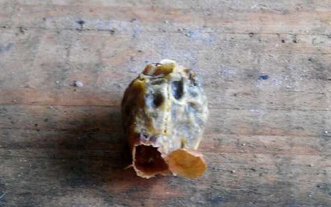 急造王臺(tái)一般幾天封蓋? 急造王臺(tái)