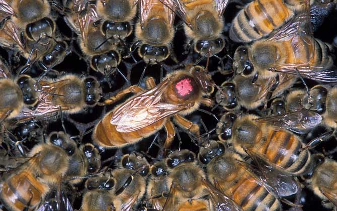 蜂王怎樣剪翅膀影響最小? 蜂王