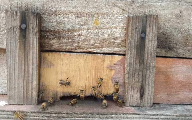 巧自制土蜂箱及注意事項 土蜂箱