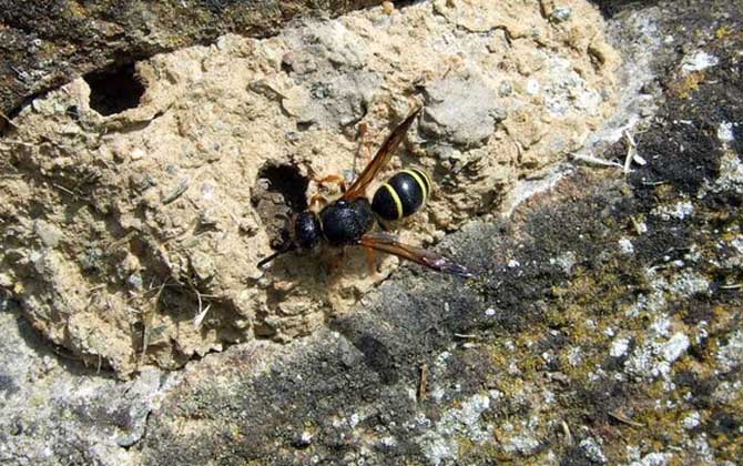 胡蜂、馬蜂、黃蜂、蜜蜂的區別 馬蜂