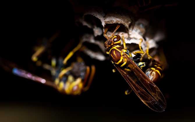 馬蜂會主動攻擊人嗎? 馬蜂