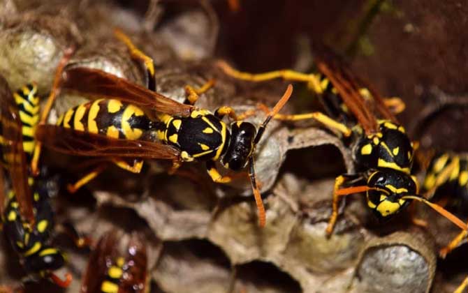 馬蜂會主動攻擊人嗎? 馬蜂