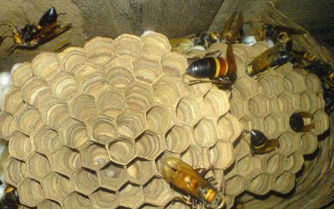 黑尾胡蜂真的能蟄死人嗎? 黑尾胡蜂