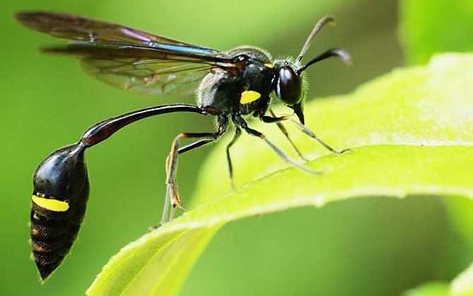 細腰蜂