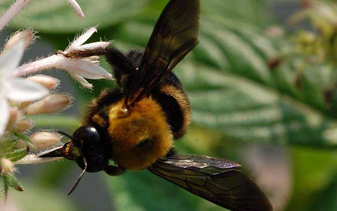 被黑色的蜂蟄了怎么辦? 木蜂