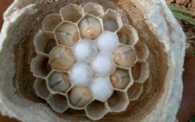 胡蜂(馬蜂)養殖前景怎么樣? 胡蜂養殖