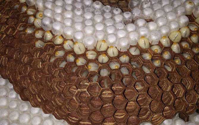 養(yǎng)胡蜂(馬蜂)真的賺錢(qián)嗎? 養(yǎng)胡蜂