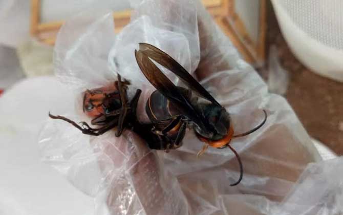 養(yǎng)胡蜂(馬蜂)真的賺錢(qián)嗎? 養(yǎng)胡蜂