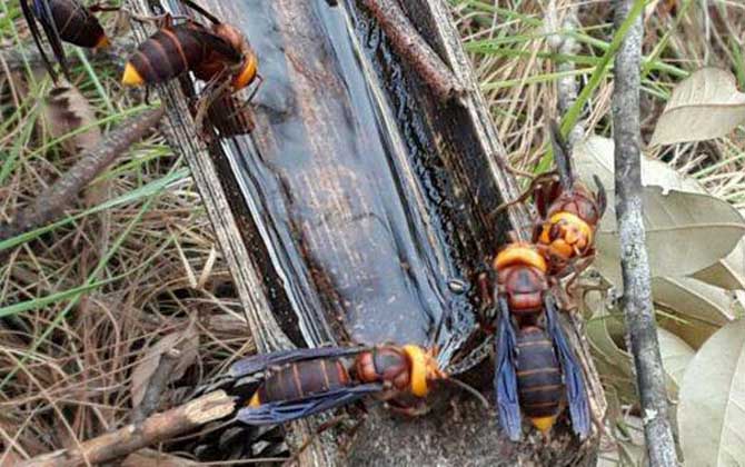 養(yǎng)胡蜂(馬蜂)真的賺錢(qián)嗎? 養(yǎng)胡蜂