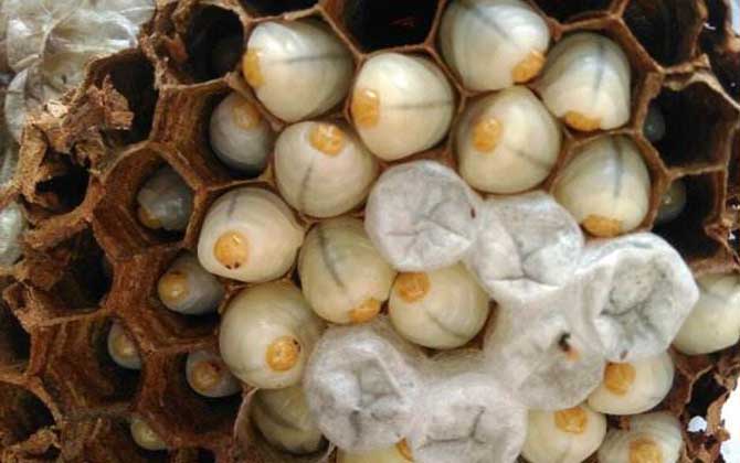 養(yǎng)胡蜂(馬蜂)真的賺錢(qián)嗎? 養(yǎng)胡蜂