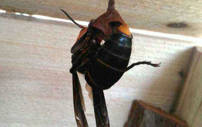 胡蜂(馬蜂)養(yǎng)殖風(fēng)險(xiǎn)高嗎? 胡蜂養(yǎng)殖