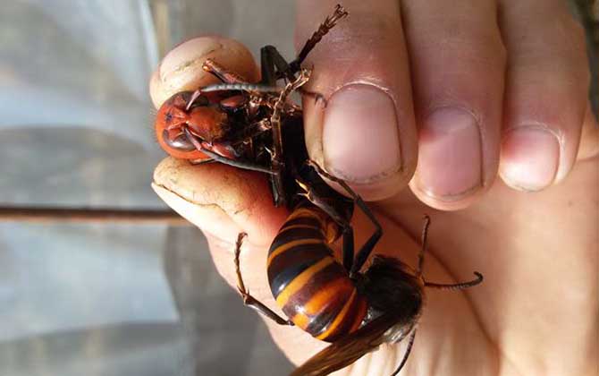 胡蜂(馬蜂)養(yǎng)殖風(fēng)險(xiǎn)高嗎? 胡蜂養(yǎng)殖