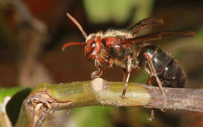 胡蜂的種類及圖片大全 黑絨胡蜂