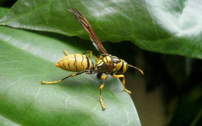 胡蜂的種類及圖片大全 長腳胡蜂