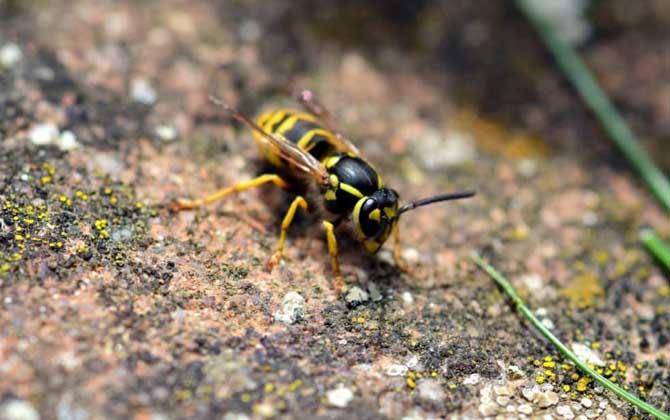 馬蜂和蜜蜂是什么關系? 馬蜂