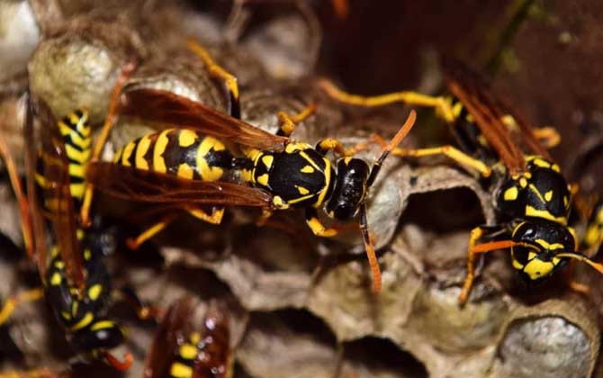馬蜂和蜜蜂是什么關系? 馬蜂