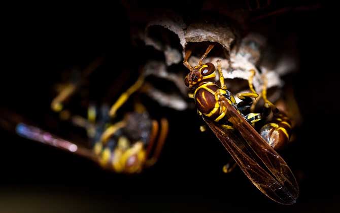 被馬蜂蟄了有潛伏期嗎? 馬蜂