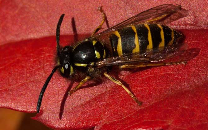 馬蜂蟄了消腫最快的方法 馬蜂