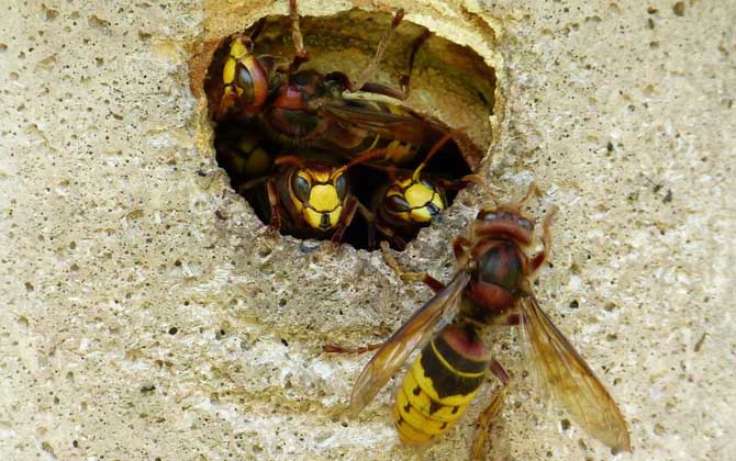 馬蜂蟄了消腫最快的方法 馬蜂