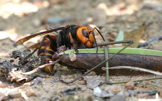牛角蜂蟄了會不會死人? 牛角蜂