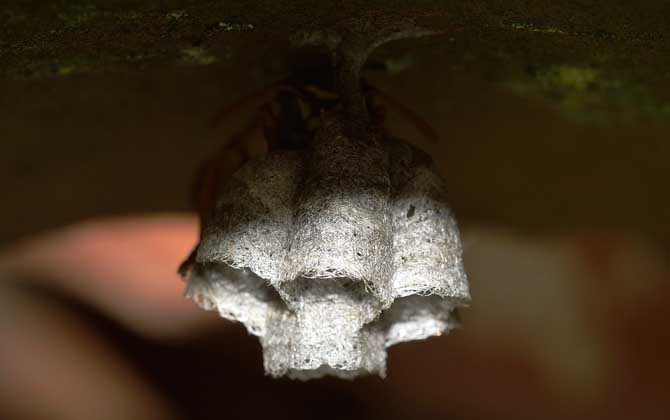 牛角蜂在家筑巢好不好? 牛角蜂