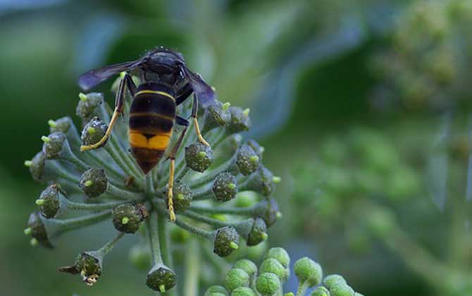 牛角蜂泡酒有什么功效? 牛角蜂