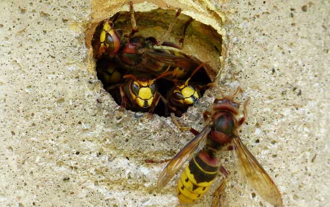 牛角蜂泡酒有什么功效? 牛角蜂