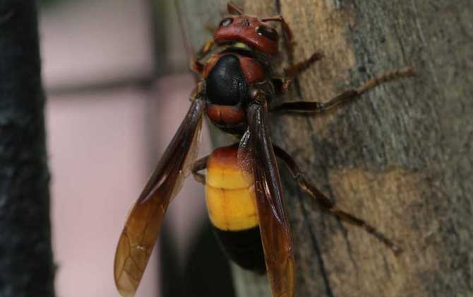 人頭蜂蟄了有什么危害? 人頭蜂