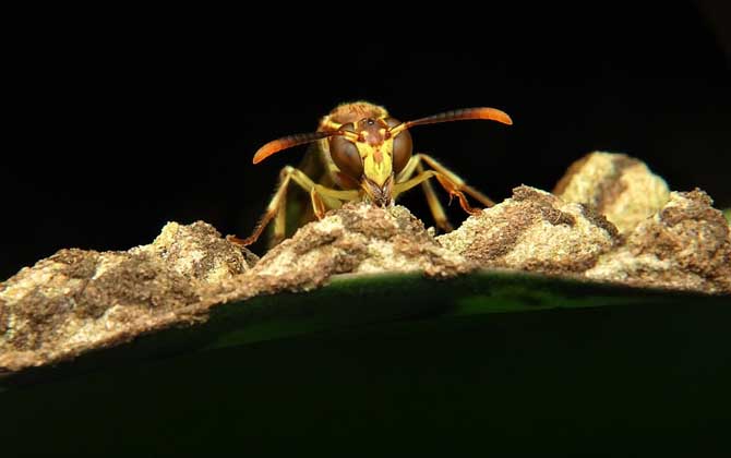 馬蜂來家里是福還是禍? 馬蜂