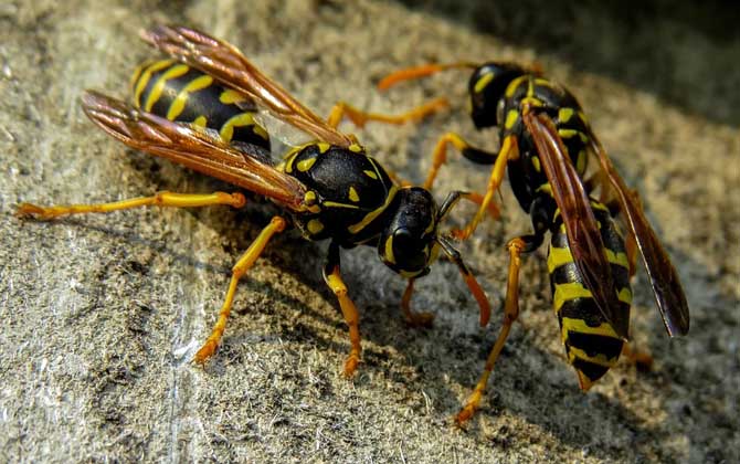 馬蜂蟄后會自己消腫嗎? 馬蜂