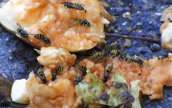 被馬蜂蟄了多久會死亡? 馬蜂