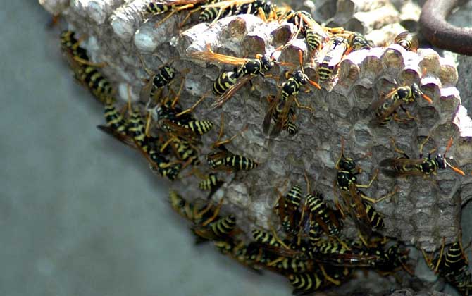 馬蜂筑巢是好兆頭嗎? 馬蜂筑巢