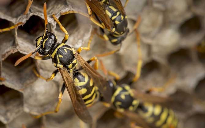 馬蜂蟄了刺沒拔會怎樣? 馬蜂
